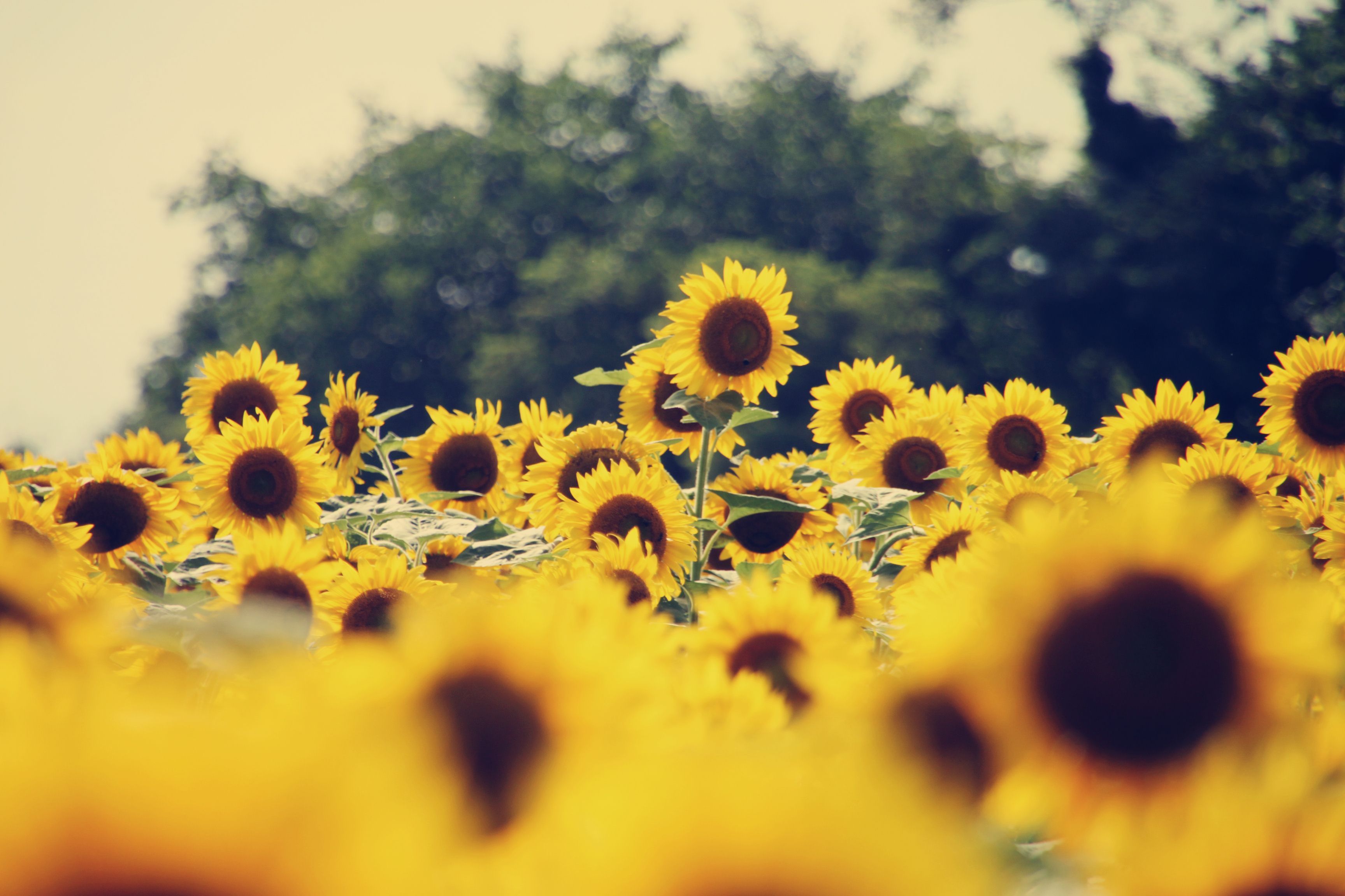 Aesthetic Sunflower Field Wallpapers