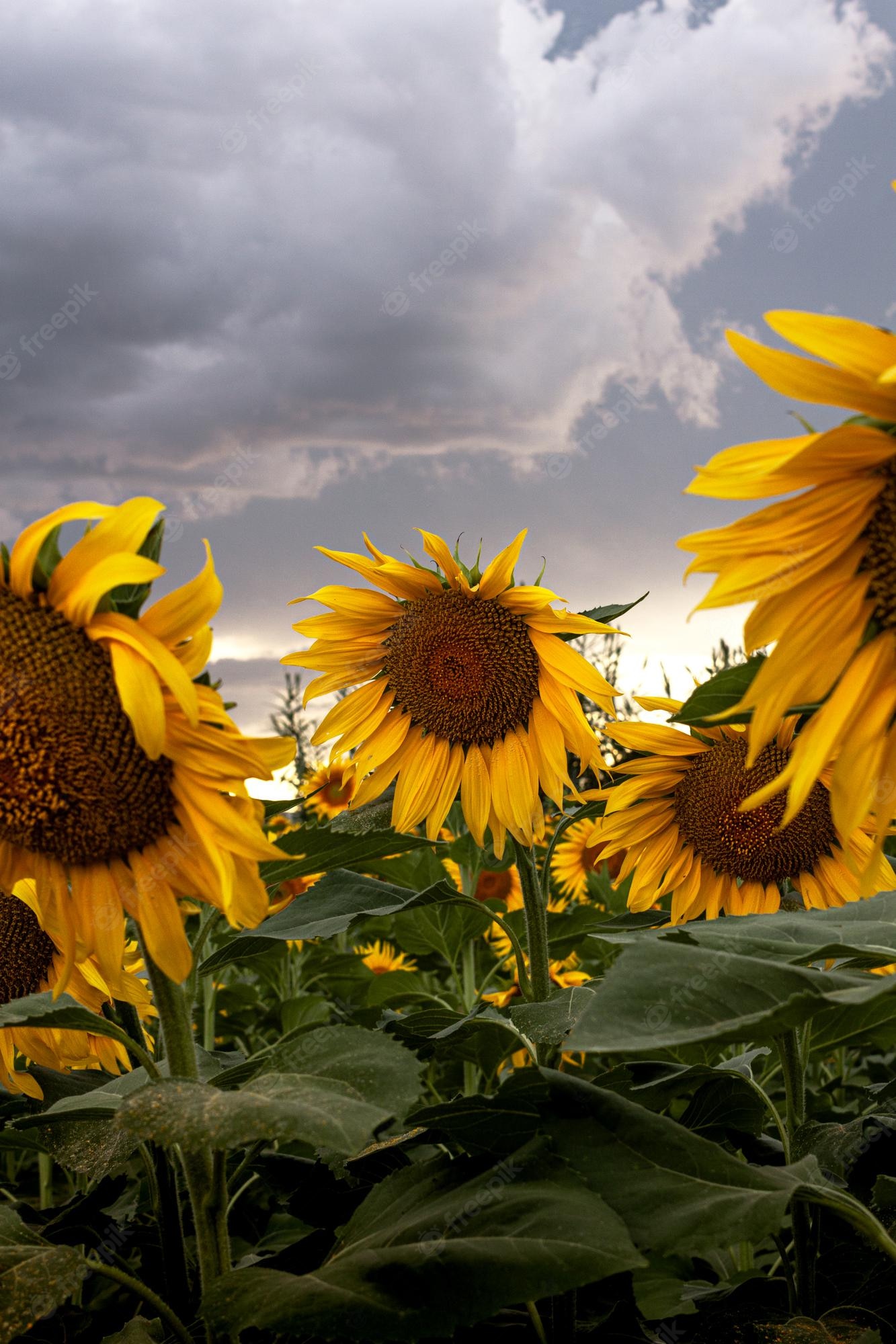 Aesthetic Sunflower Field Wallpapers