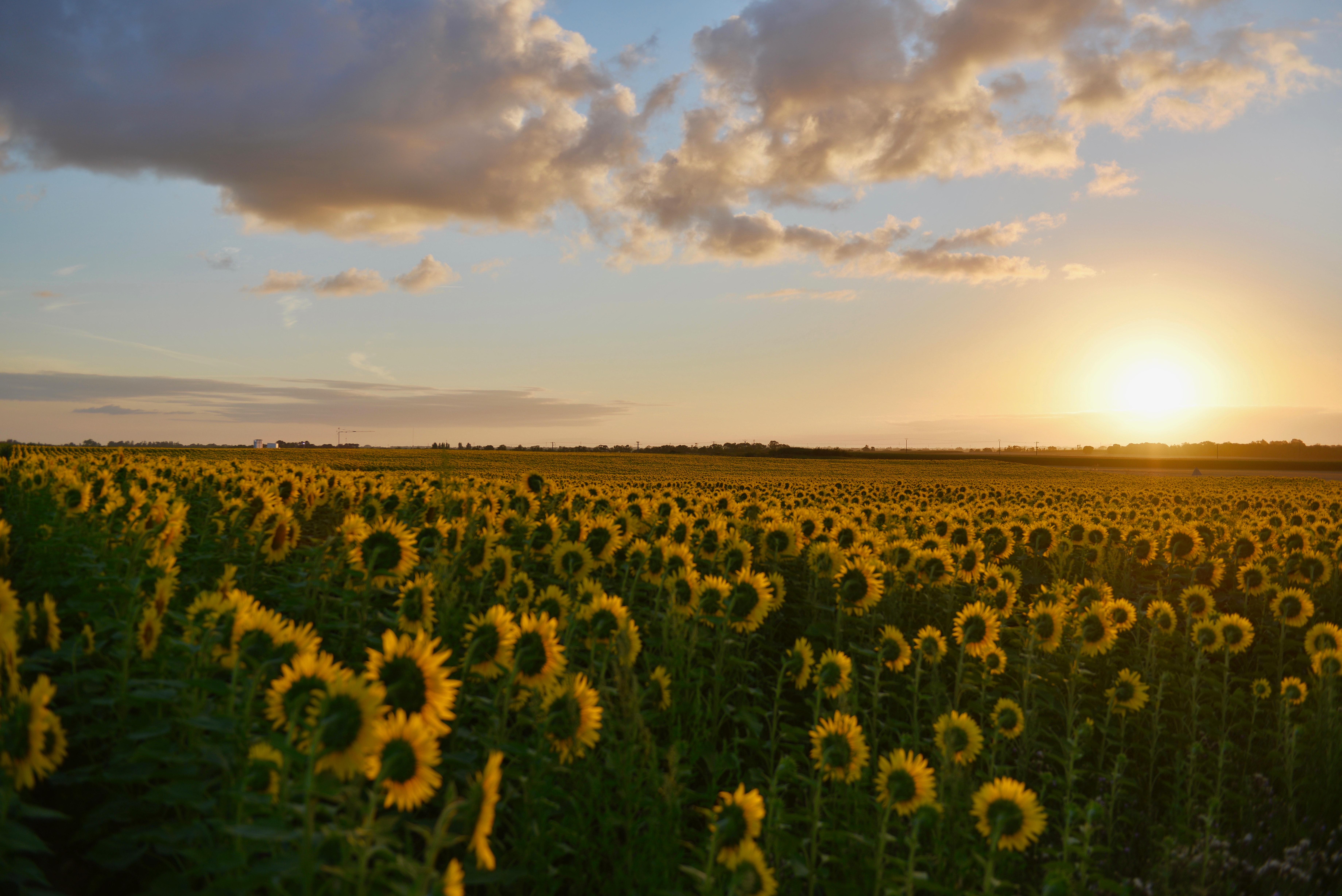 Aesthetic Sunflower Field Wallpapers