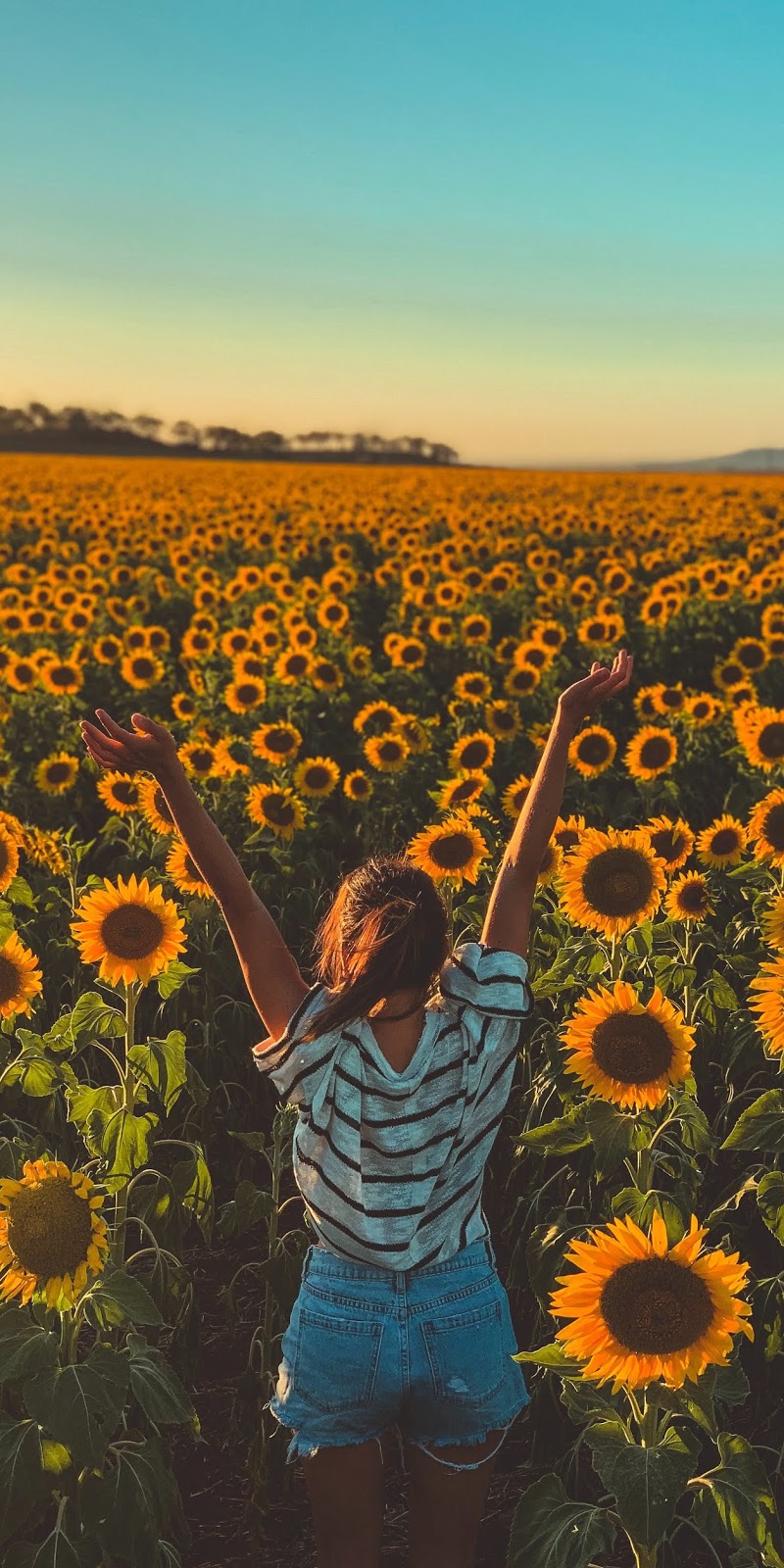 Aesthetic Sunflower Field Wallpapers