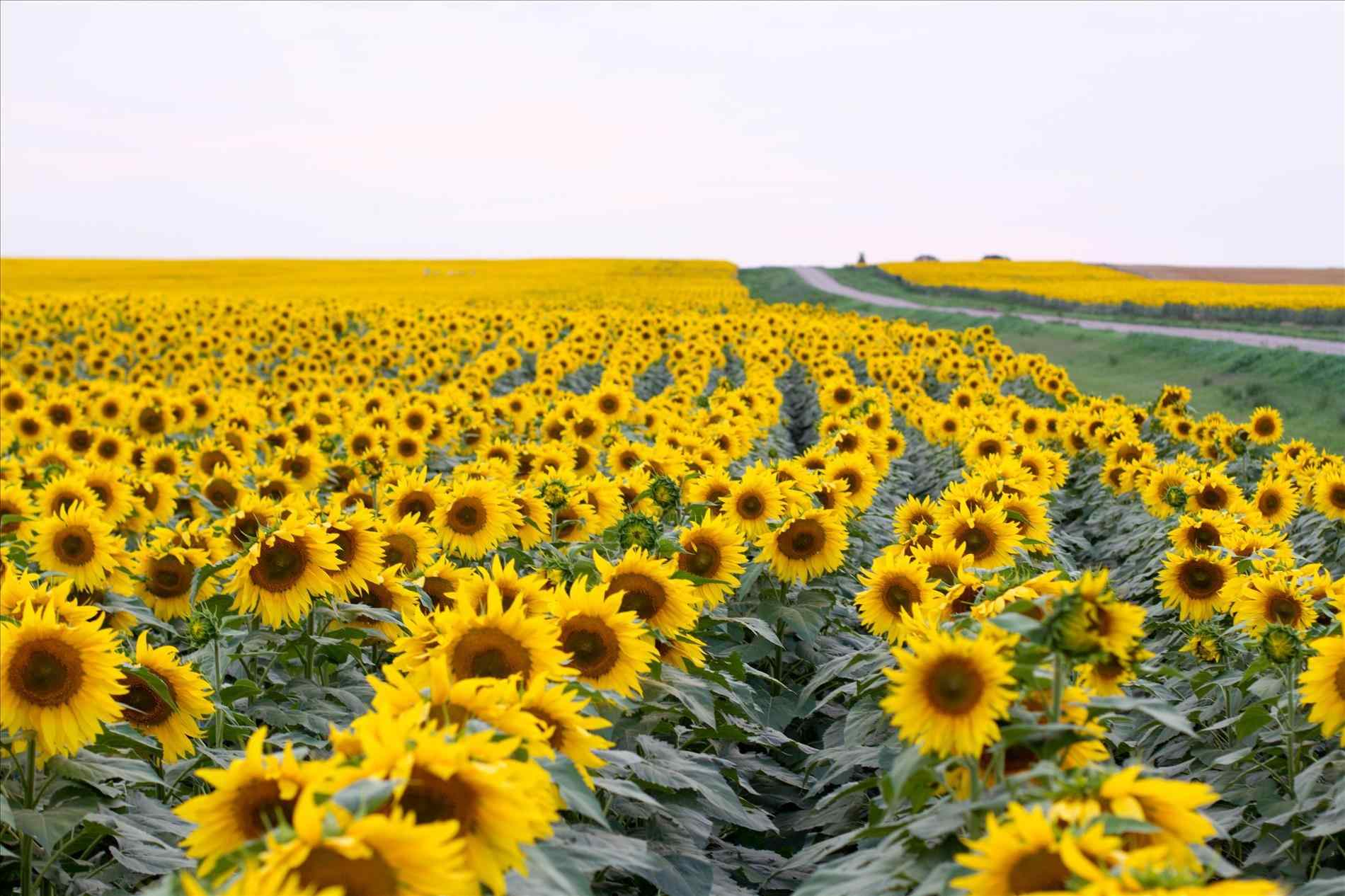 Aesthetic Sunflower Field Wallpapers