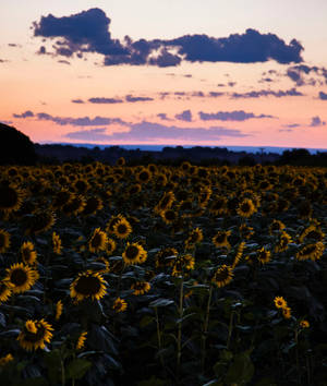 Aesthetic Sunflower Field Wallpapers