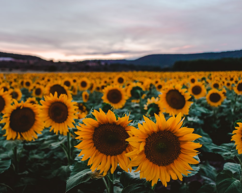 Aesthetic Sunflower Field Wallpapers