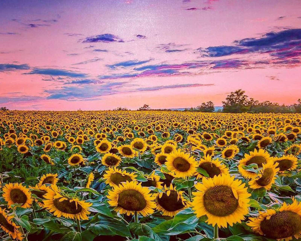 Aesthetic Sunflower Field Wallpapers