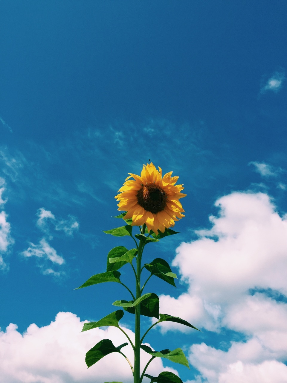 Aesthetic Sunflower Pictures Wallpapers