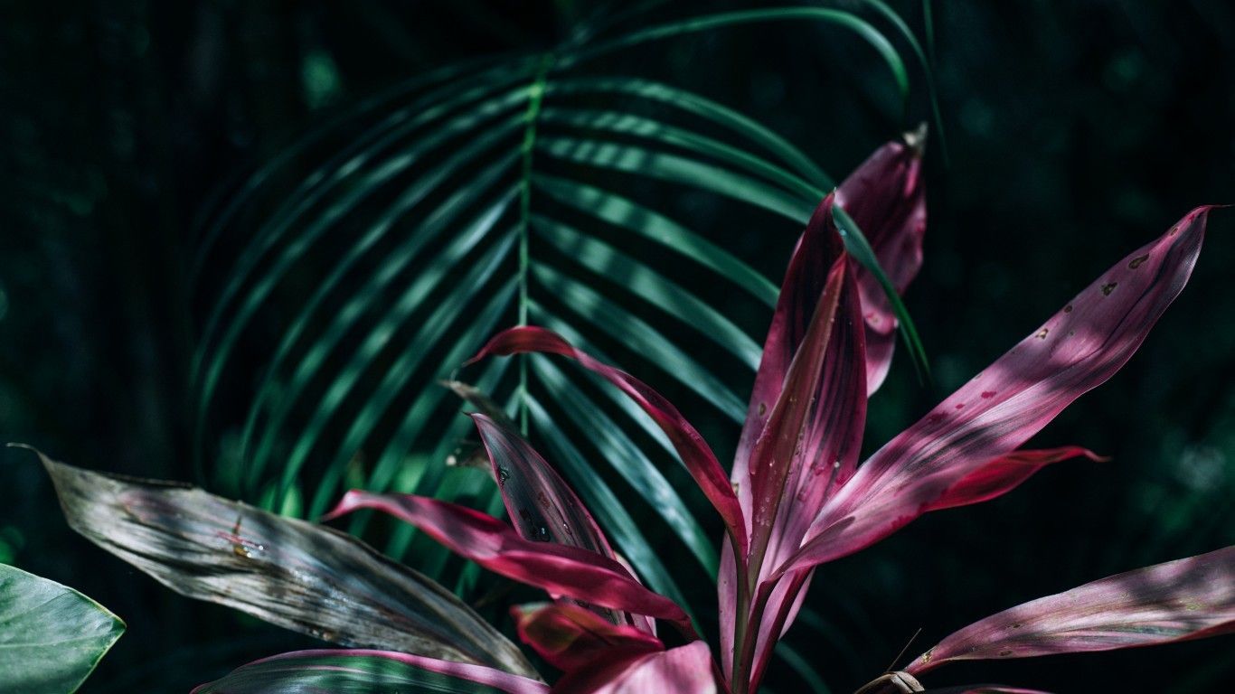 Aesthetic Tropical Desktop Wallpapers