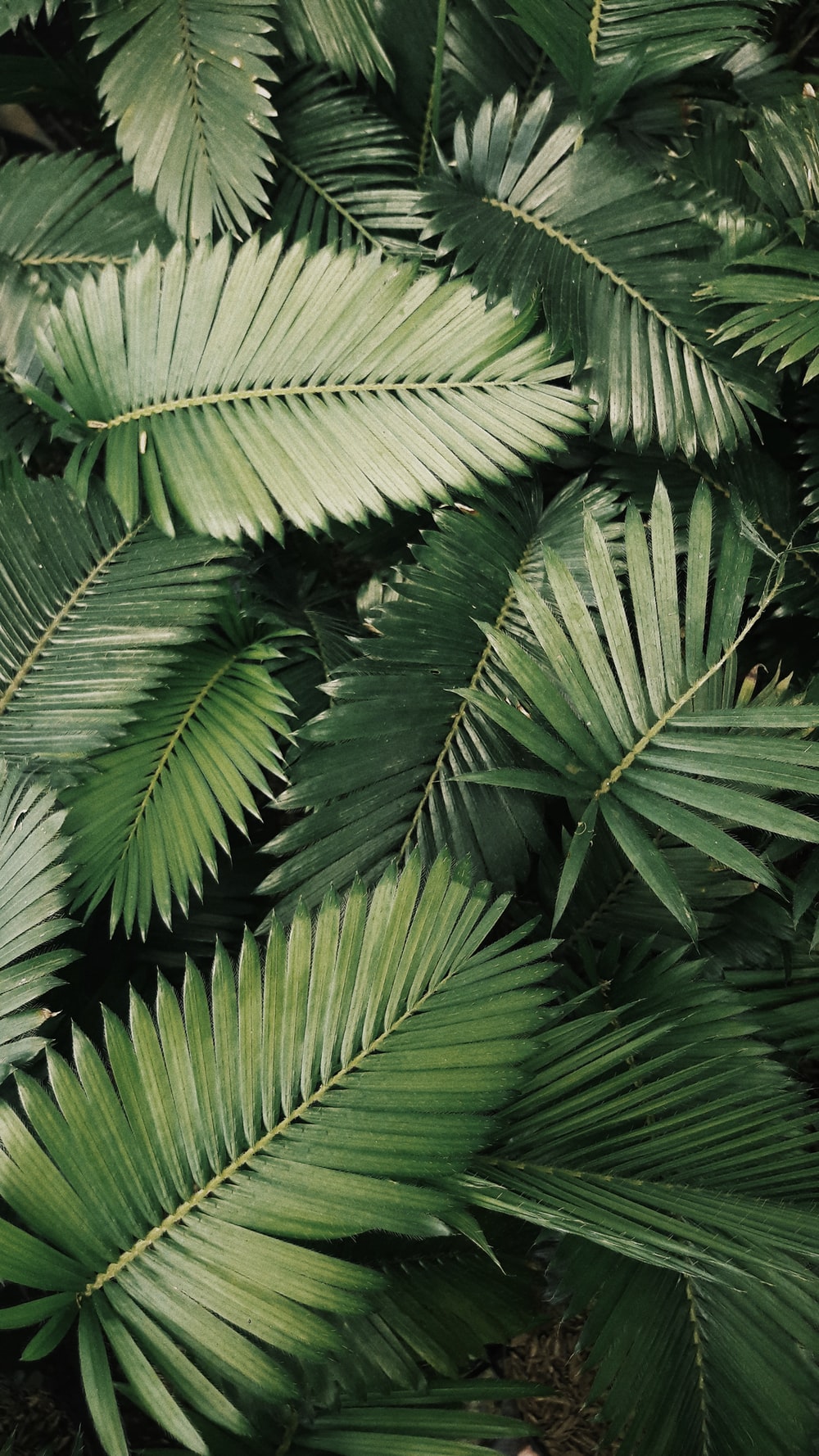 Aesthetic Tropical Leaves Wallpapers