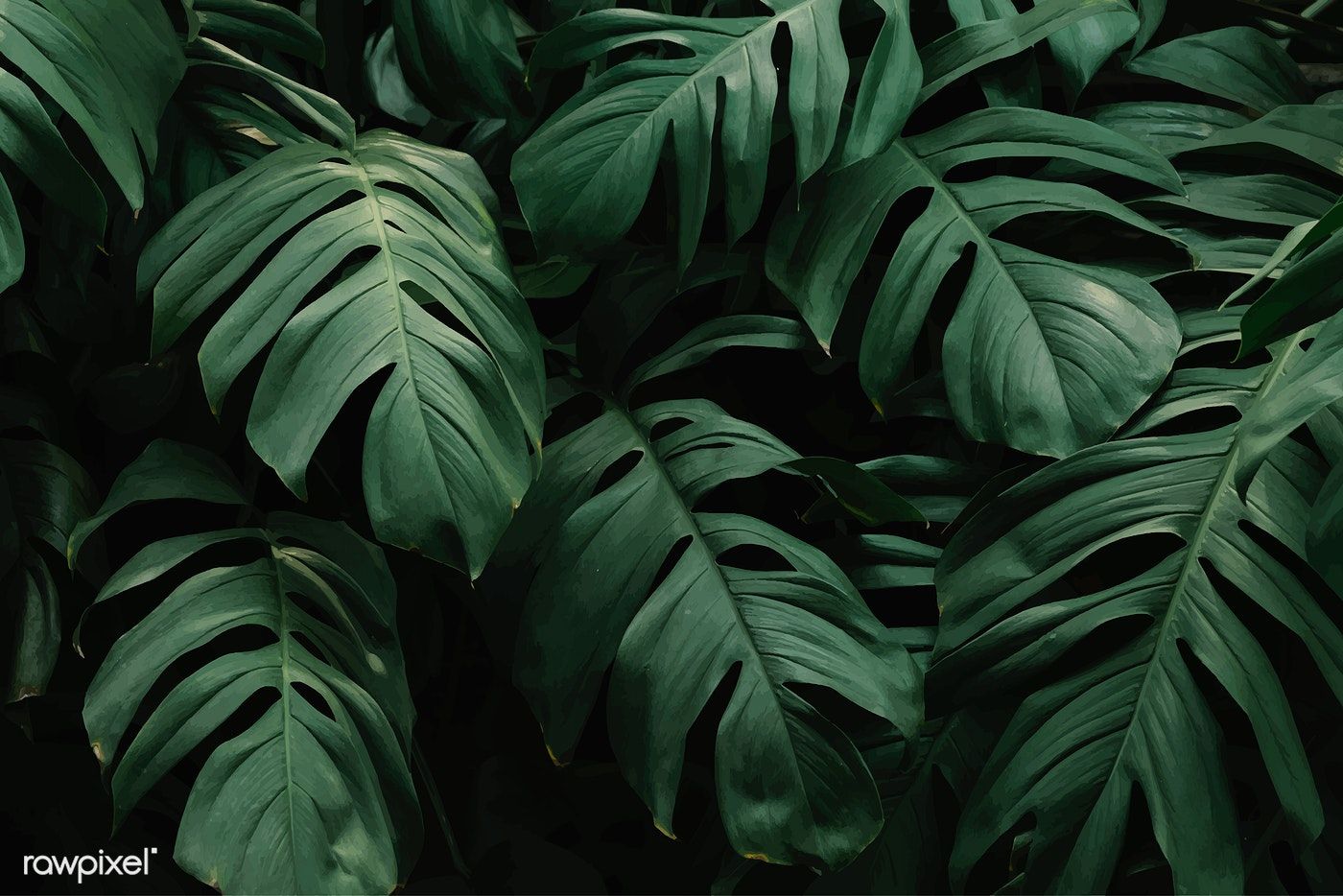 Aesthetic Tropical Leaves Wallpapers