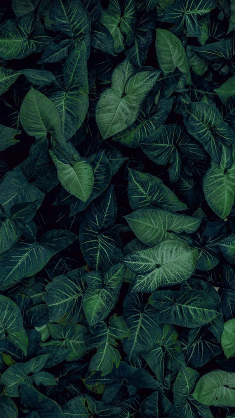 Aesthetic Tropical Leaves Wallpapers