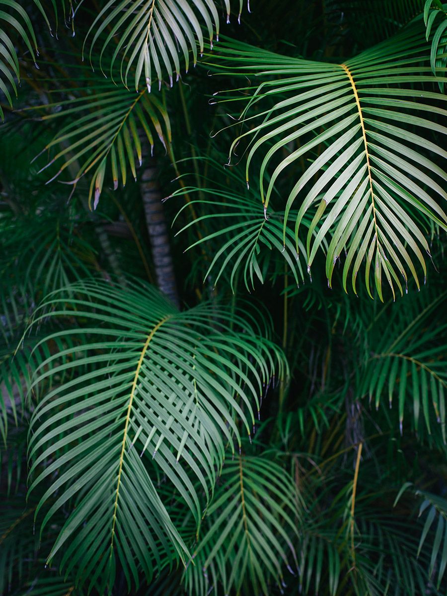 Aesthetic Tropical Leaves Wallpapers