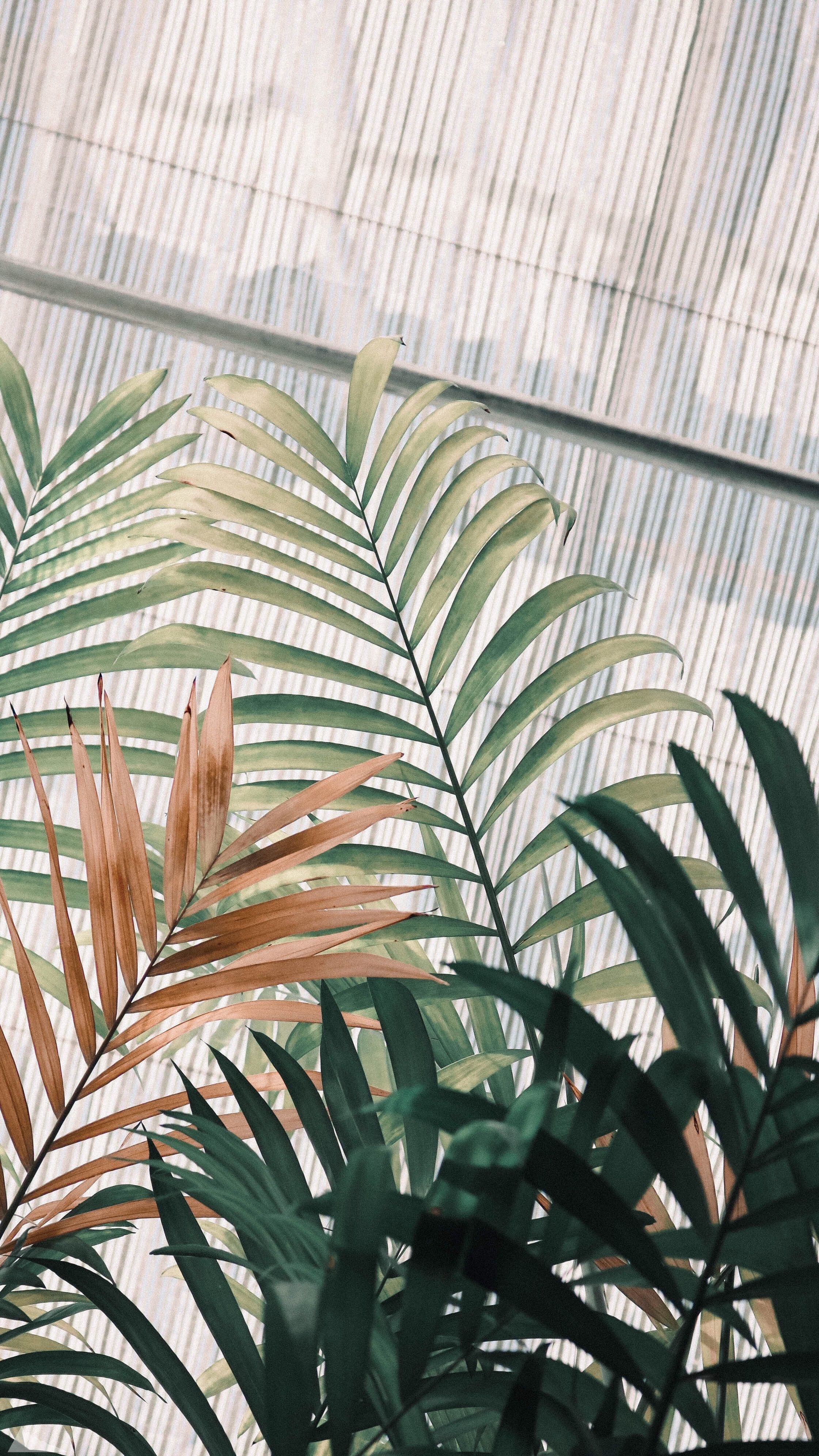 Aesthetic Tumblr Plant Wallpapers