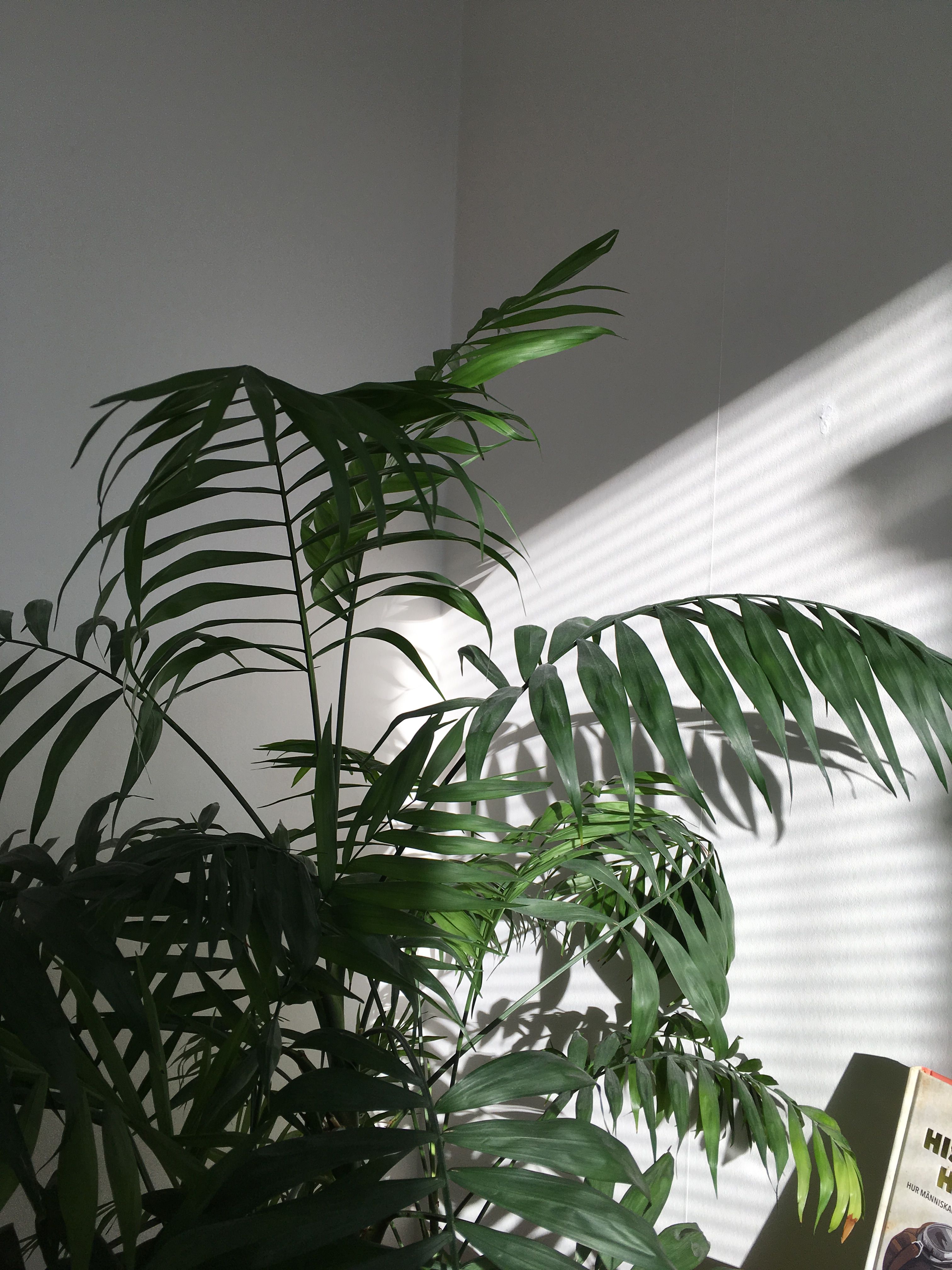 Aesthetic Tumblr Plant Wallpapers