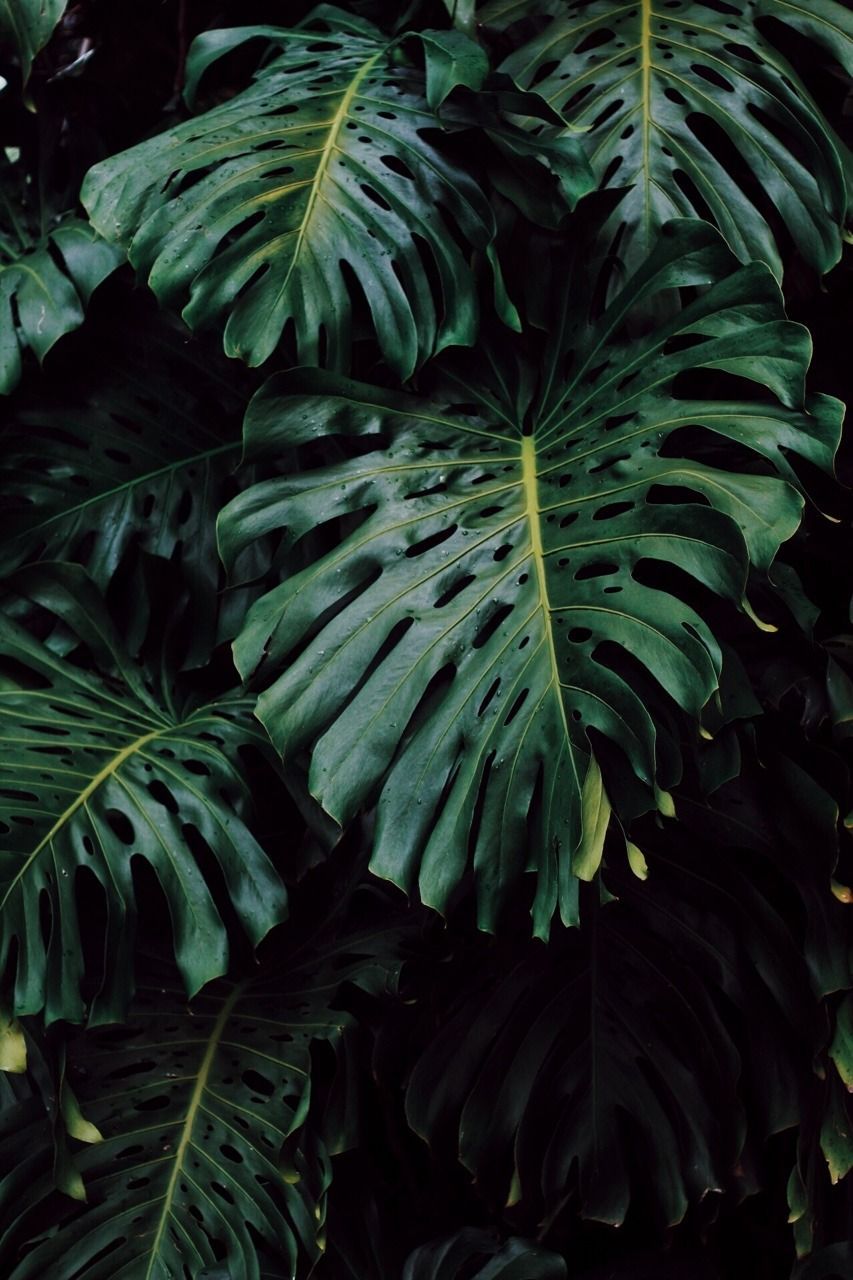 Aesthetic Tumblr Plant Wallpapers