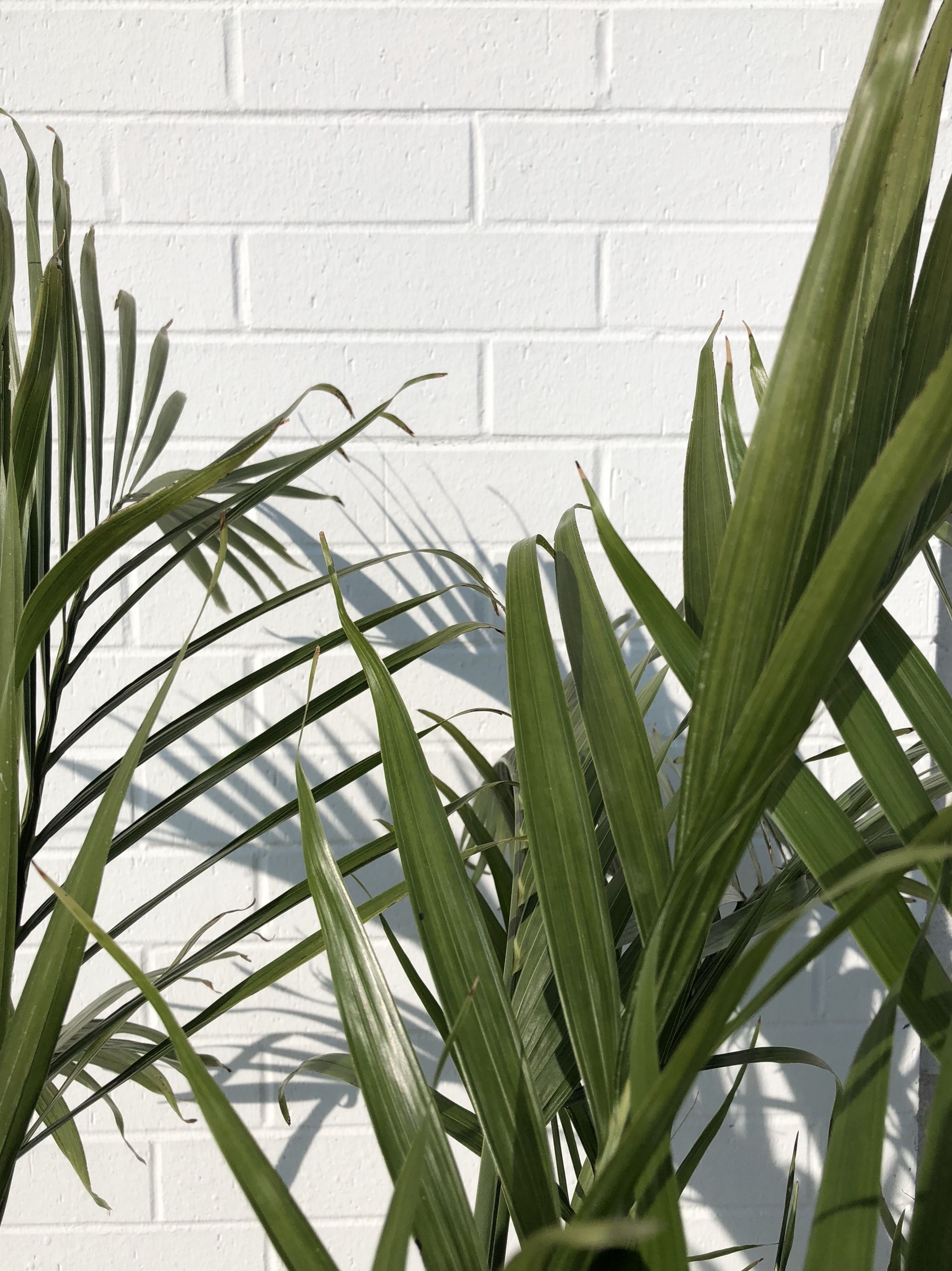 Aesthetic Tumblr Plant Wallpapers