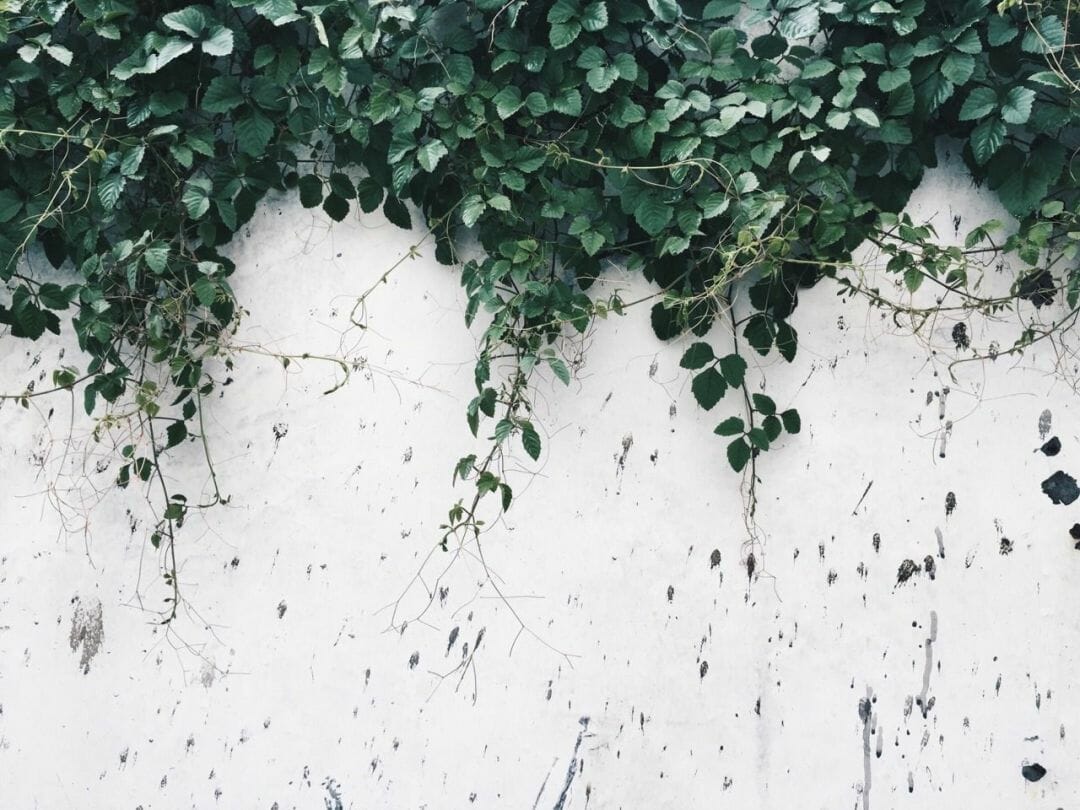 Aesthetic Tumblr Plant Wallpapers