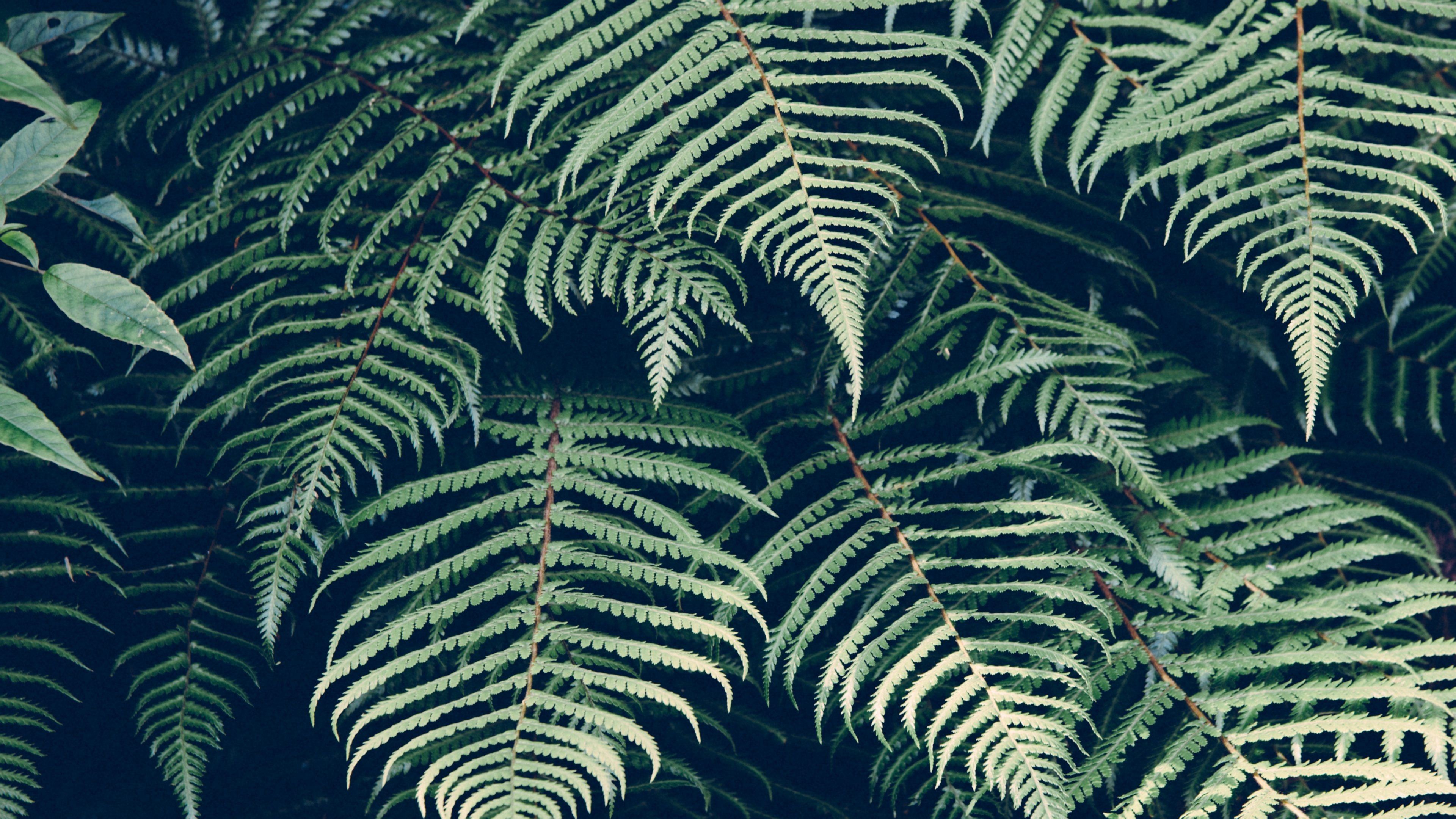 Aesthetic Tumblr Plant Wallpapers