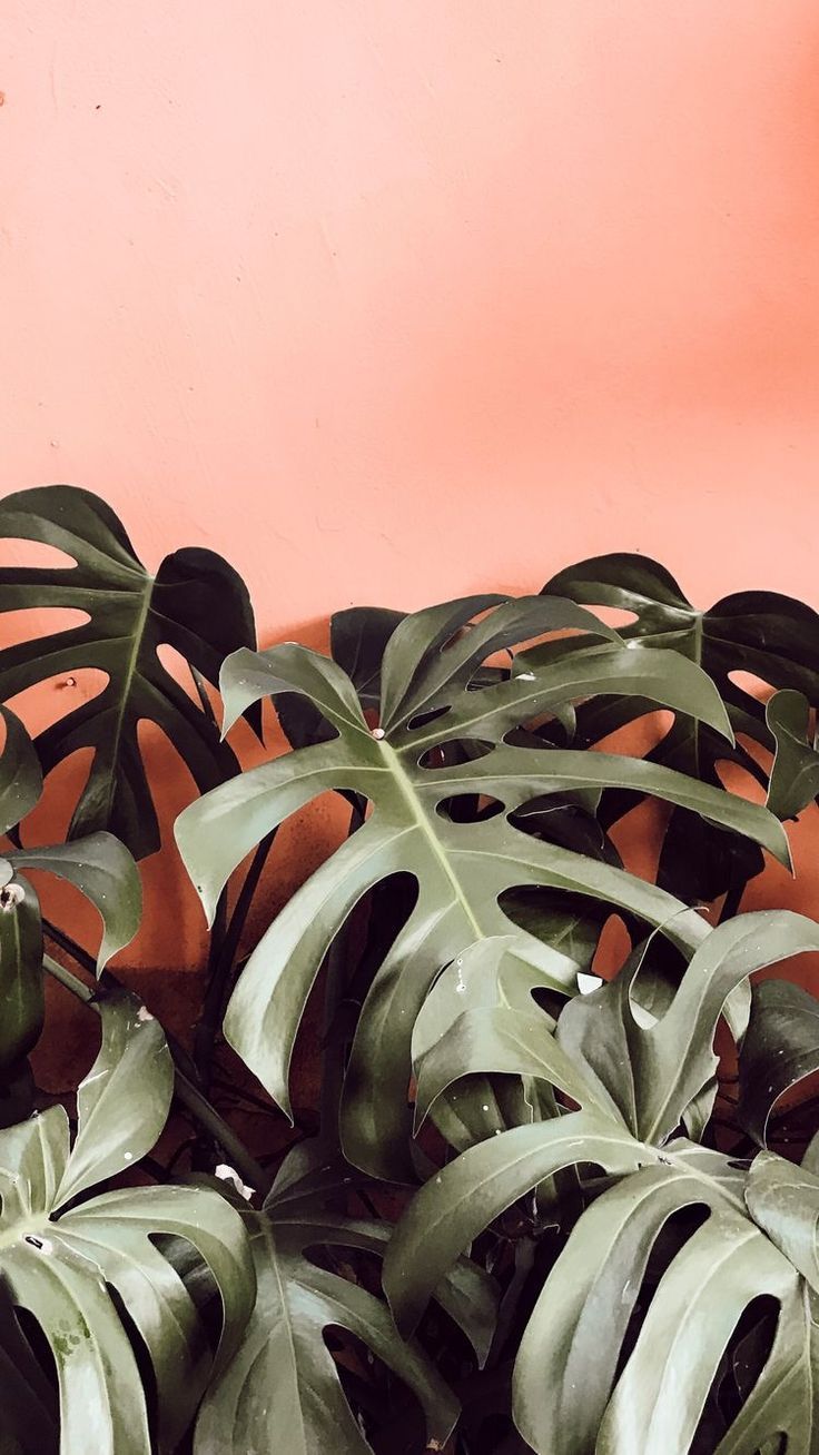 Aesthetic Tumblr Plant Wallpapers