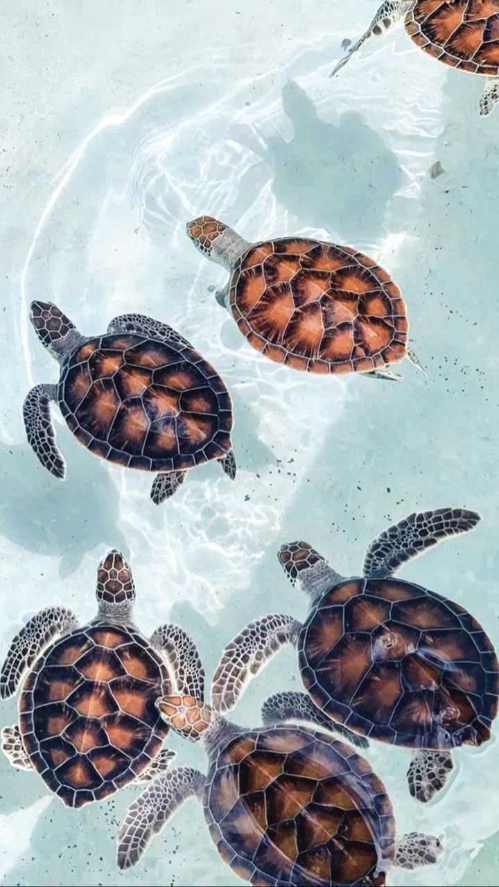 Aesthetic Turtle Wallpapers