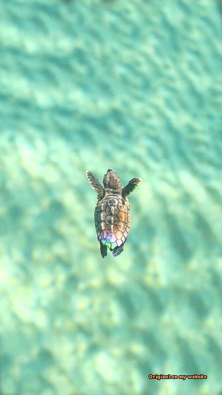 Aesthetic Turtle Wallpapers