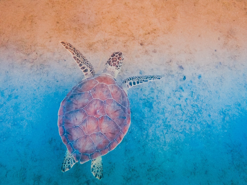 Aesthetic Turtle Wallpapers