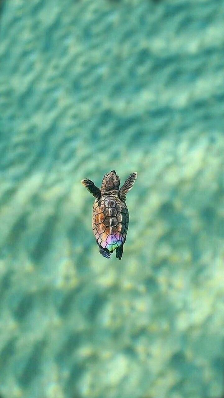 Aesthetic Turtles Wallpapers