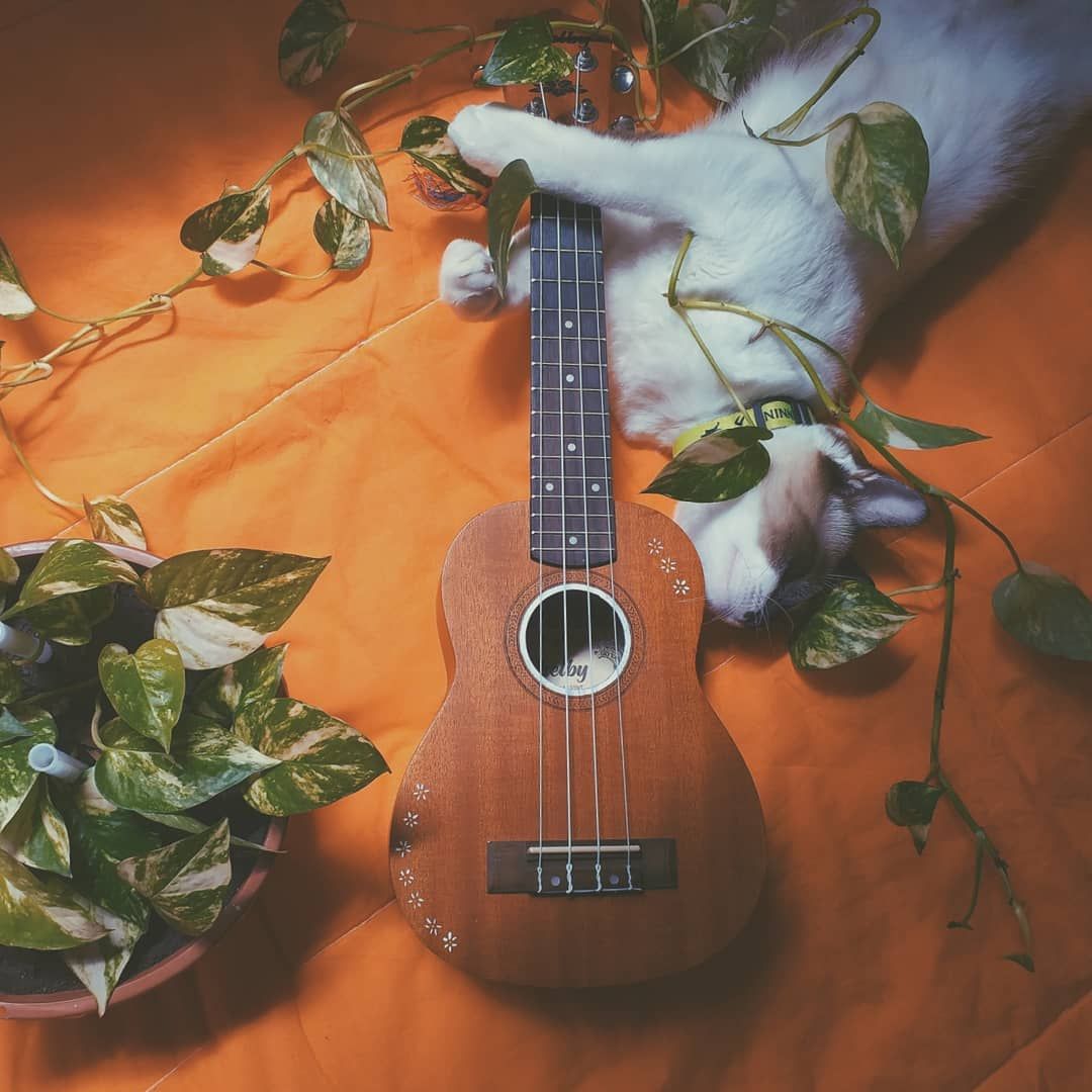 Aesthetic Ukuleles Wallpapers