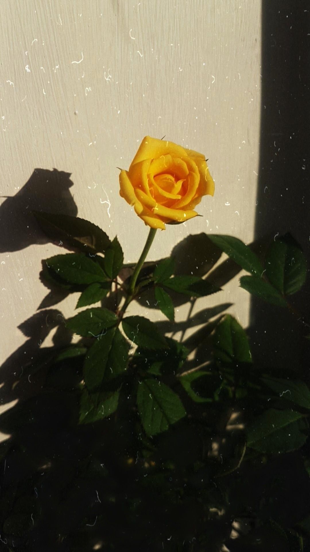 Aesthetic Yellow Rose Wallpapers