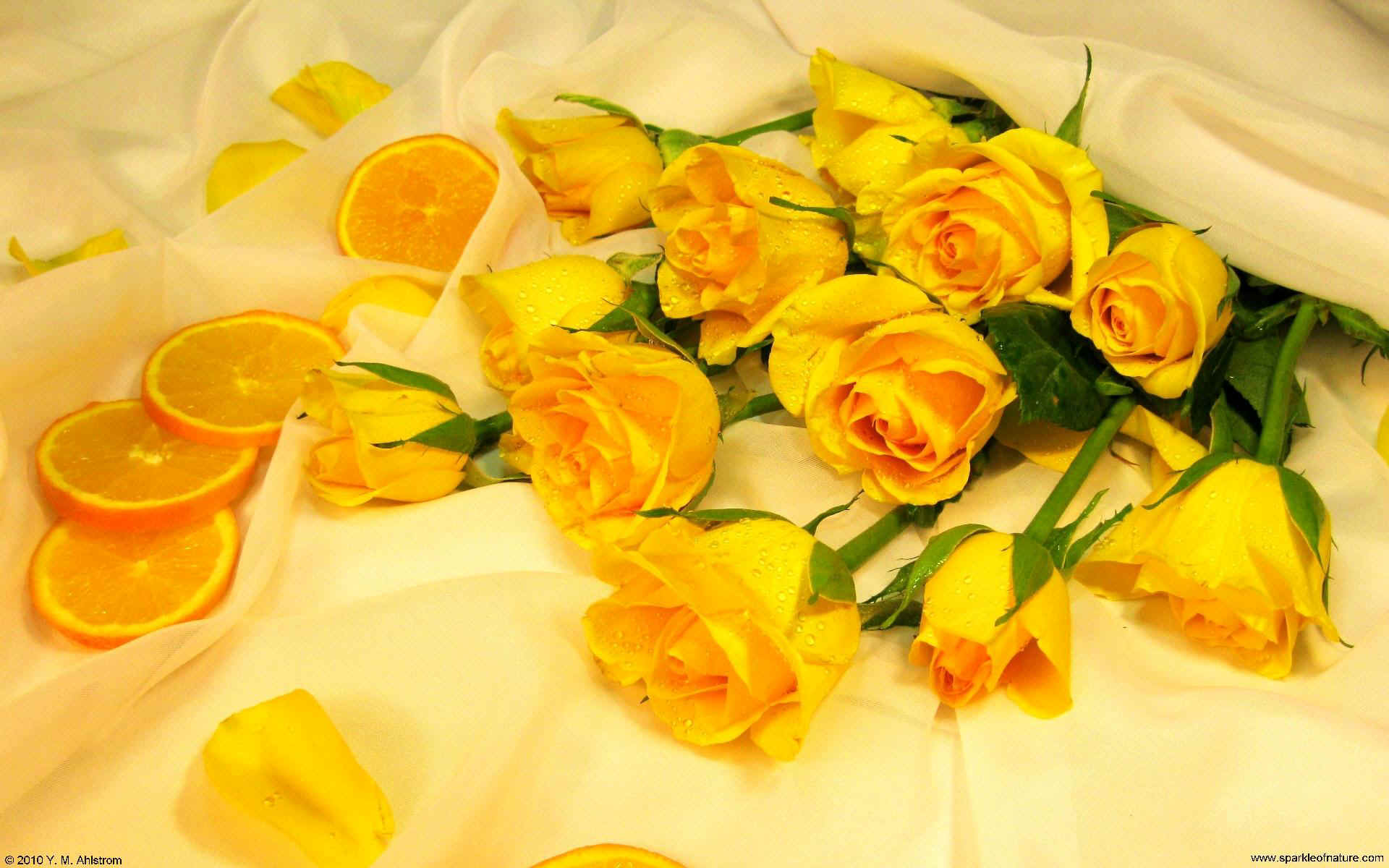 Aesthetic Yellow Rose Wallpapers