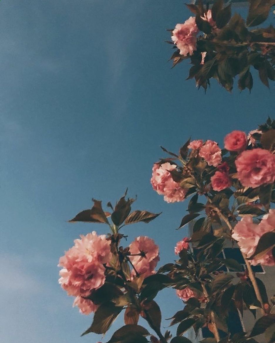 Aesthetics Flower Grunge Wallpapers