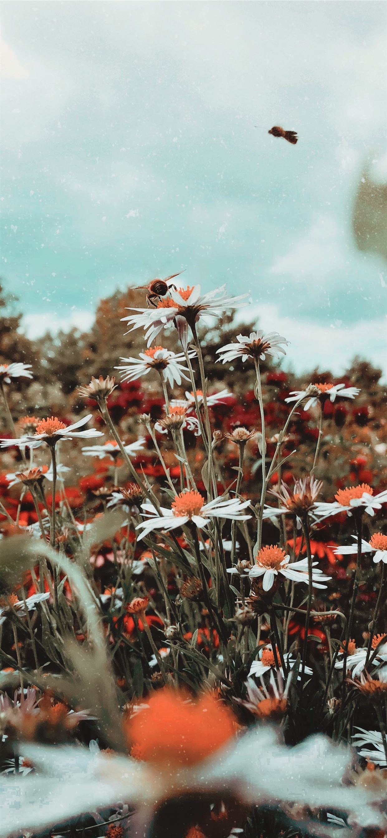 Aesthetics Flower Grunge Wallpapers