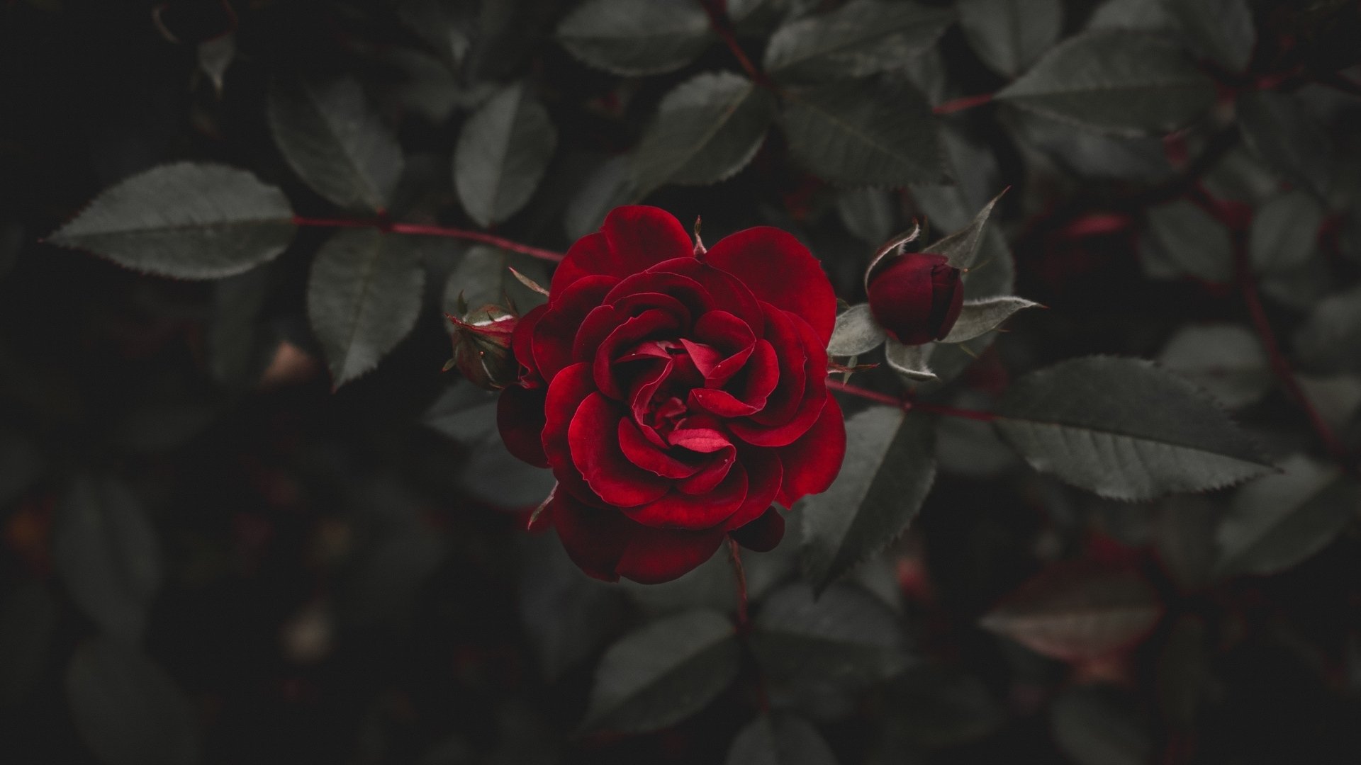 Aesthetics Flower Grunge Wallpapers