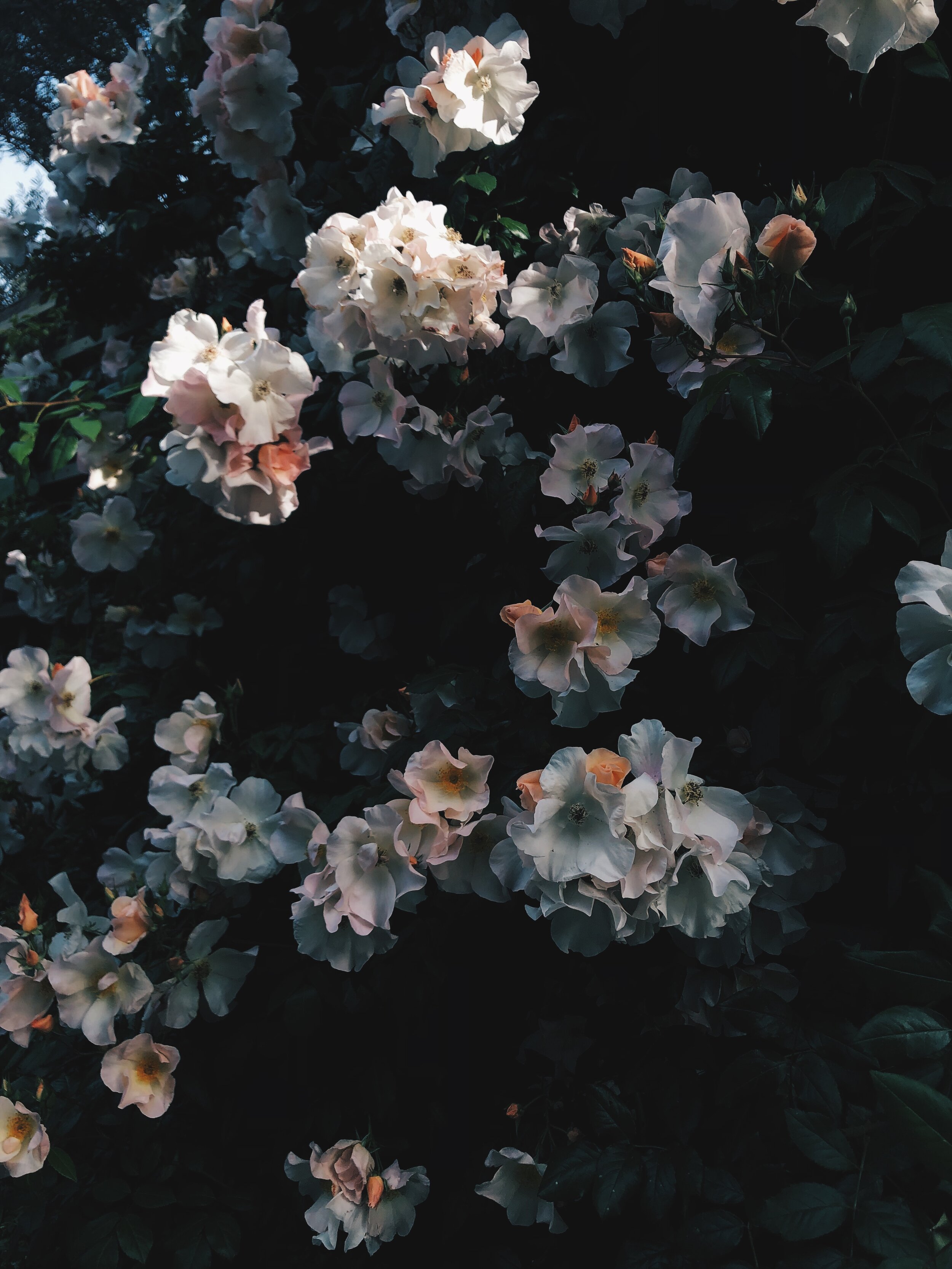 Aesthetics Flower Grunge Wallpapers