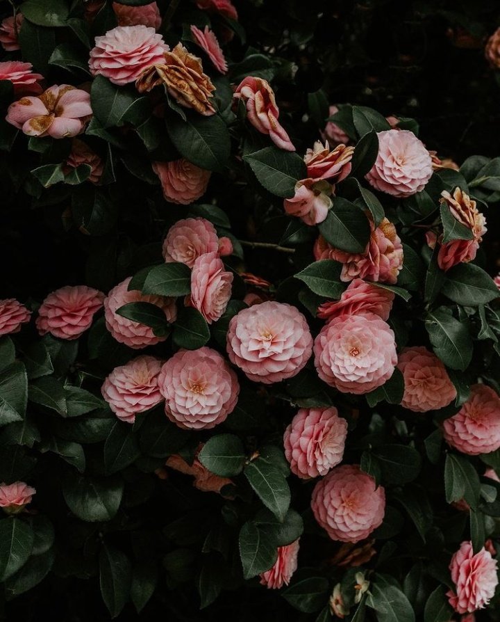 Aesthetics Flower Grunge Wallpapers