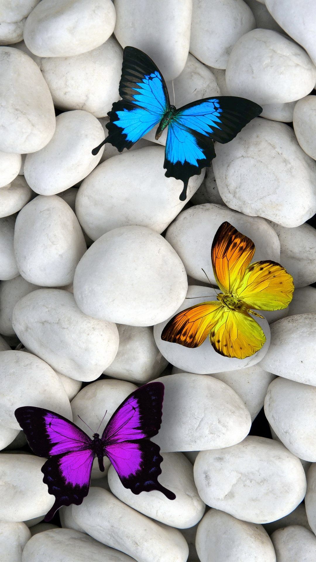 3D Butterfly Wallpapers