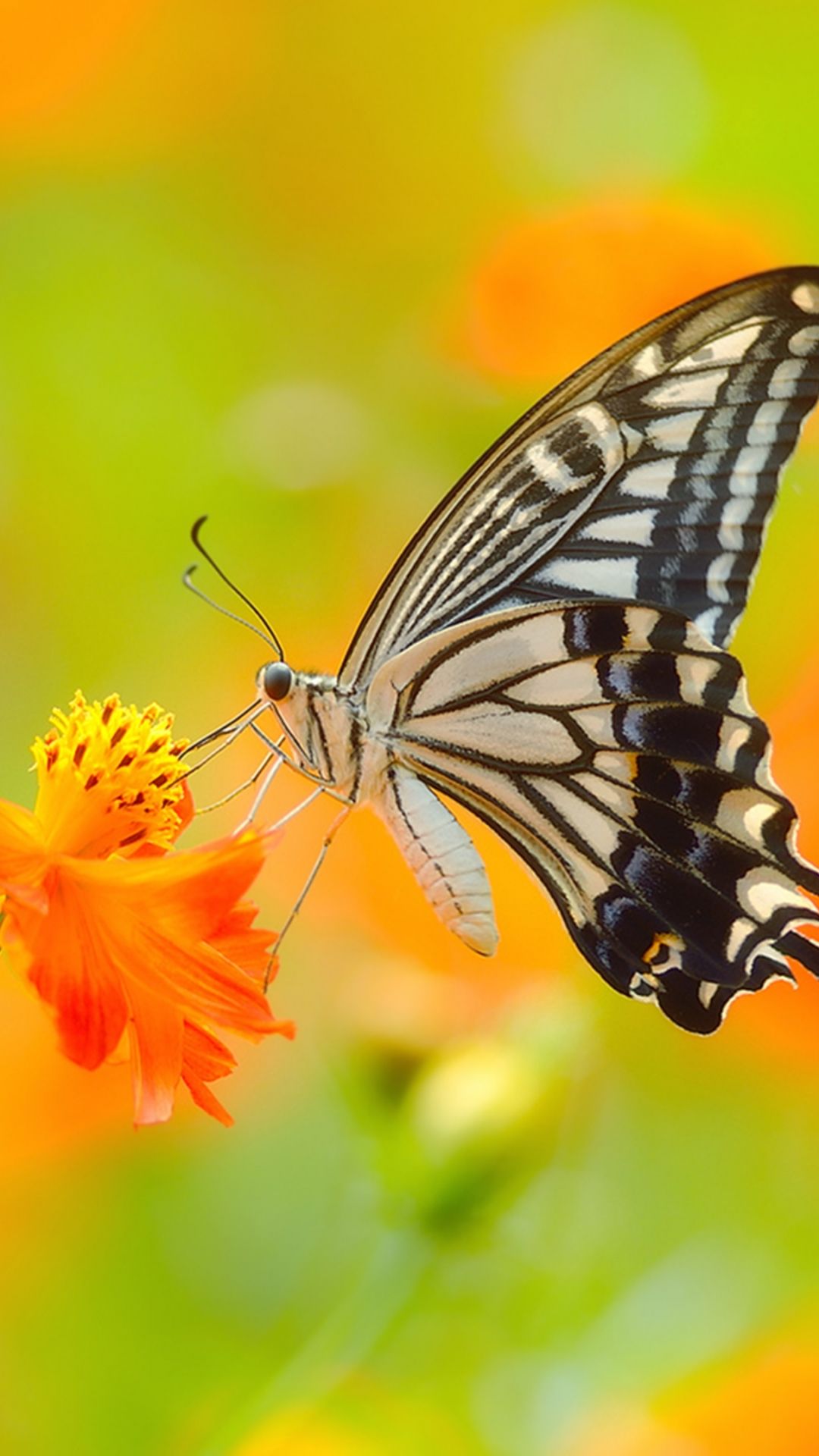 3D Butterfly Wallpapers