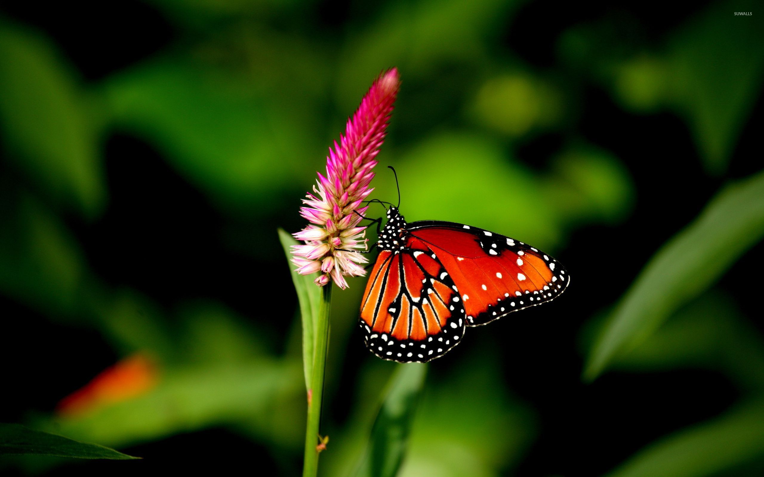 3D Butterfly Wallpapers