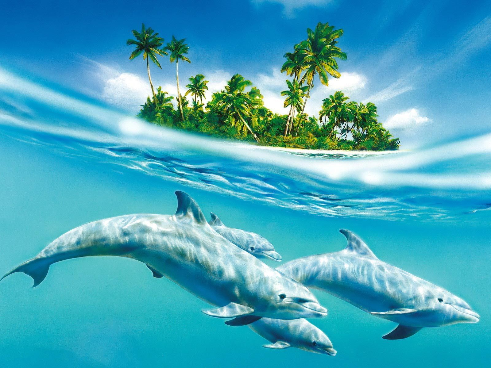 3D Dolphin Wallpapers