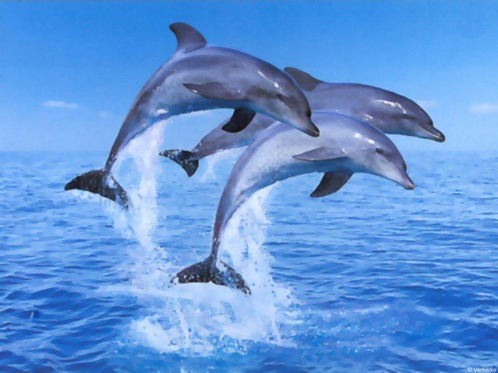 3D Dolphin Wallpapers