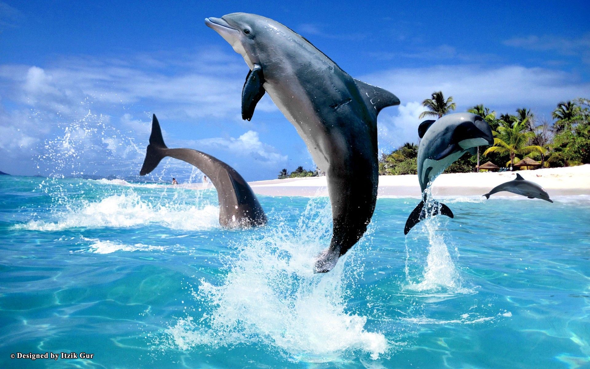 3D Dolphin Wallpapers