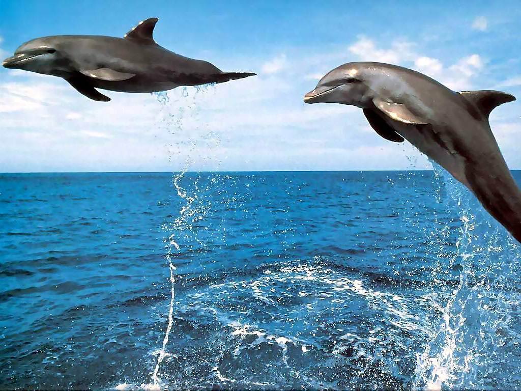 3D Dolphin Wallpapers