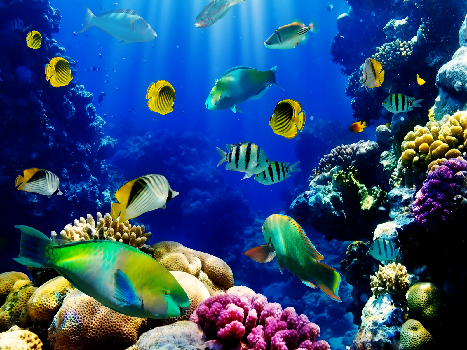 3D Fish Desktop Wallpapers