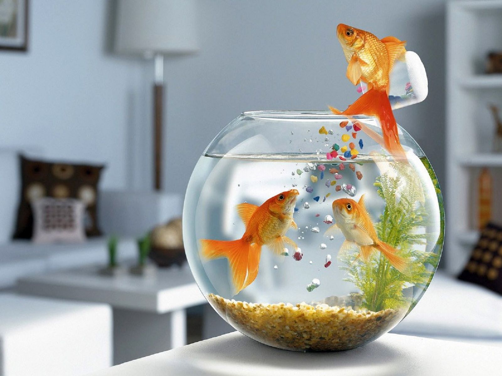 3D Fish Desktop Wallpapers