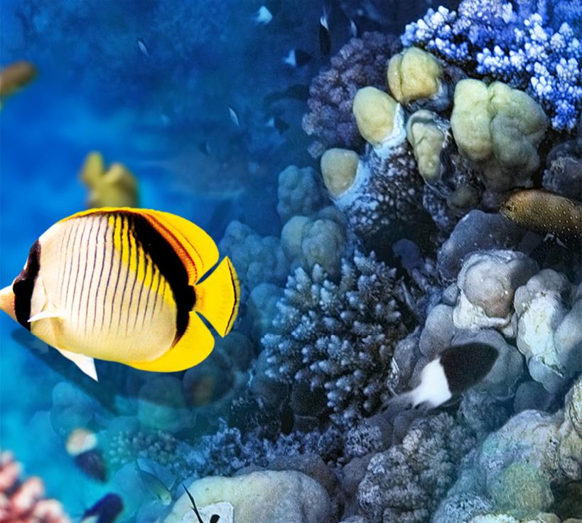 3D Fish Desktop Wallpapers