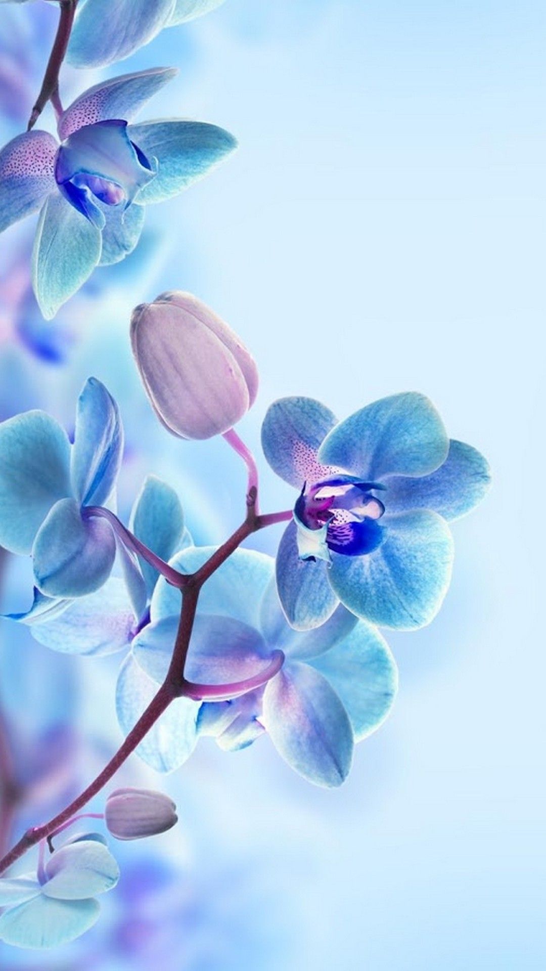 3D Flower Wallpapers