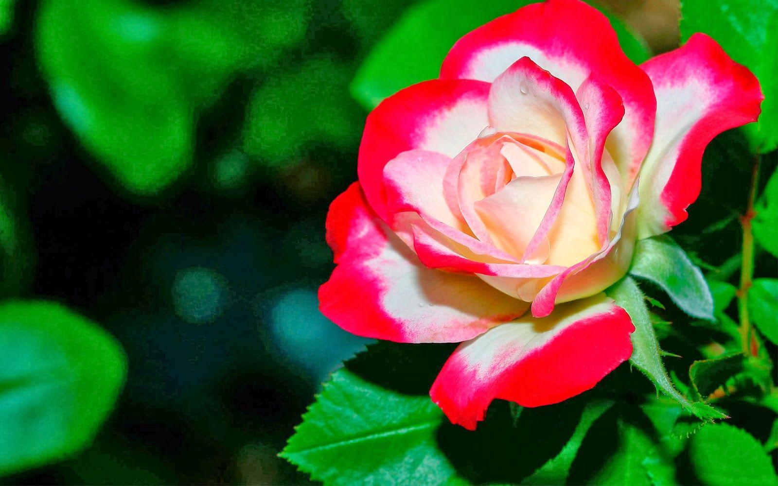 3D Flower Rose Wallpapers