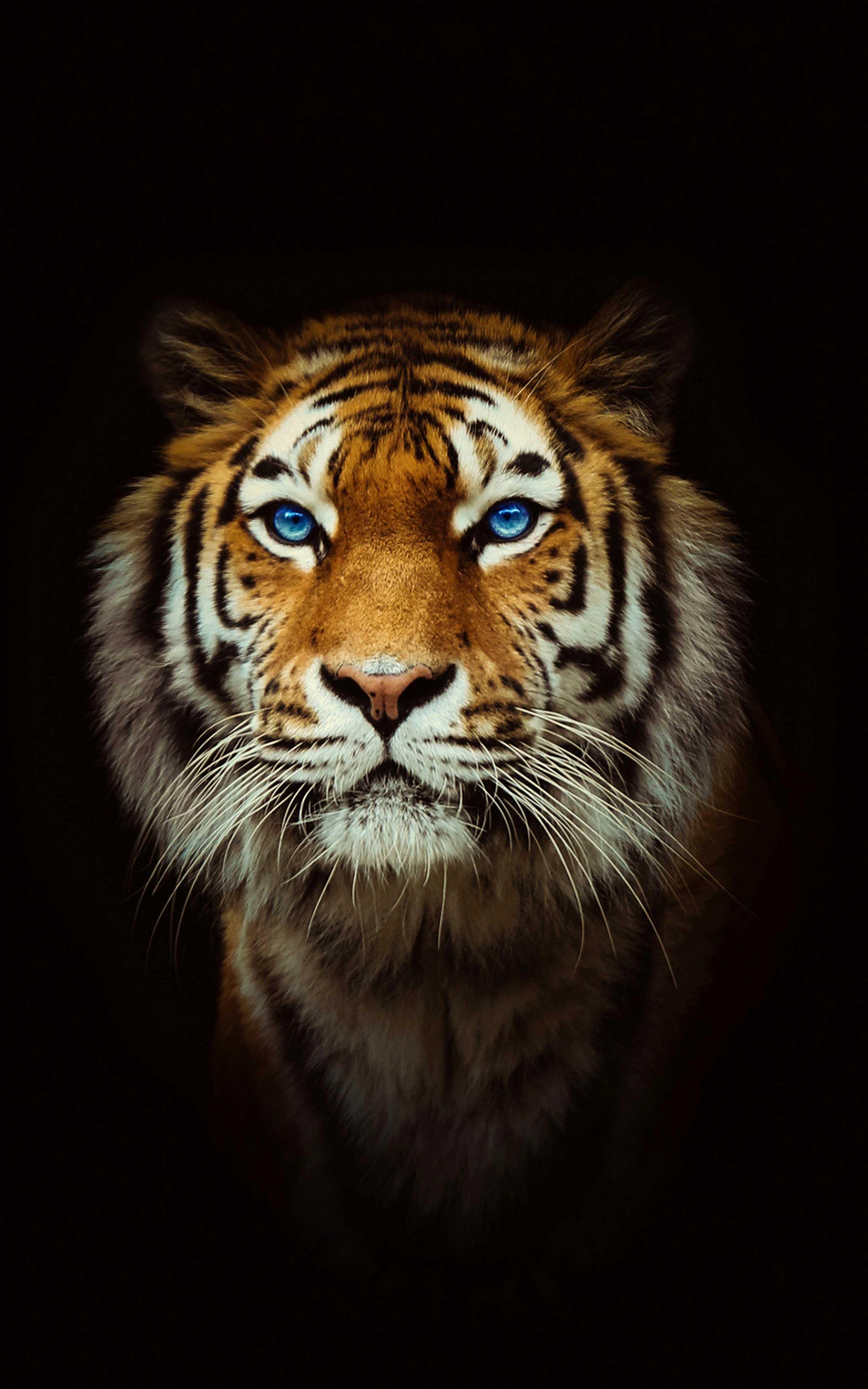 3D Hd Tiger Wallpapers