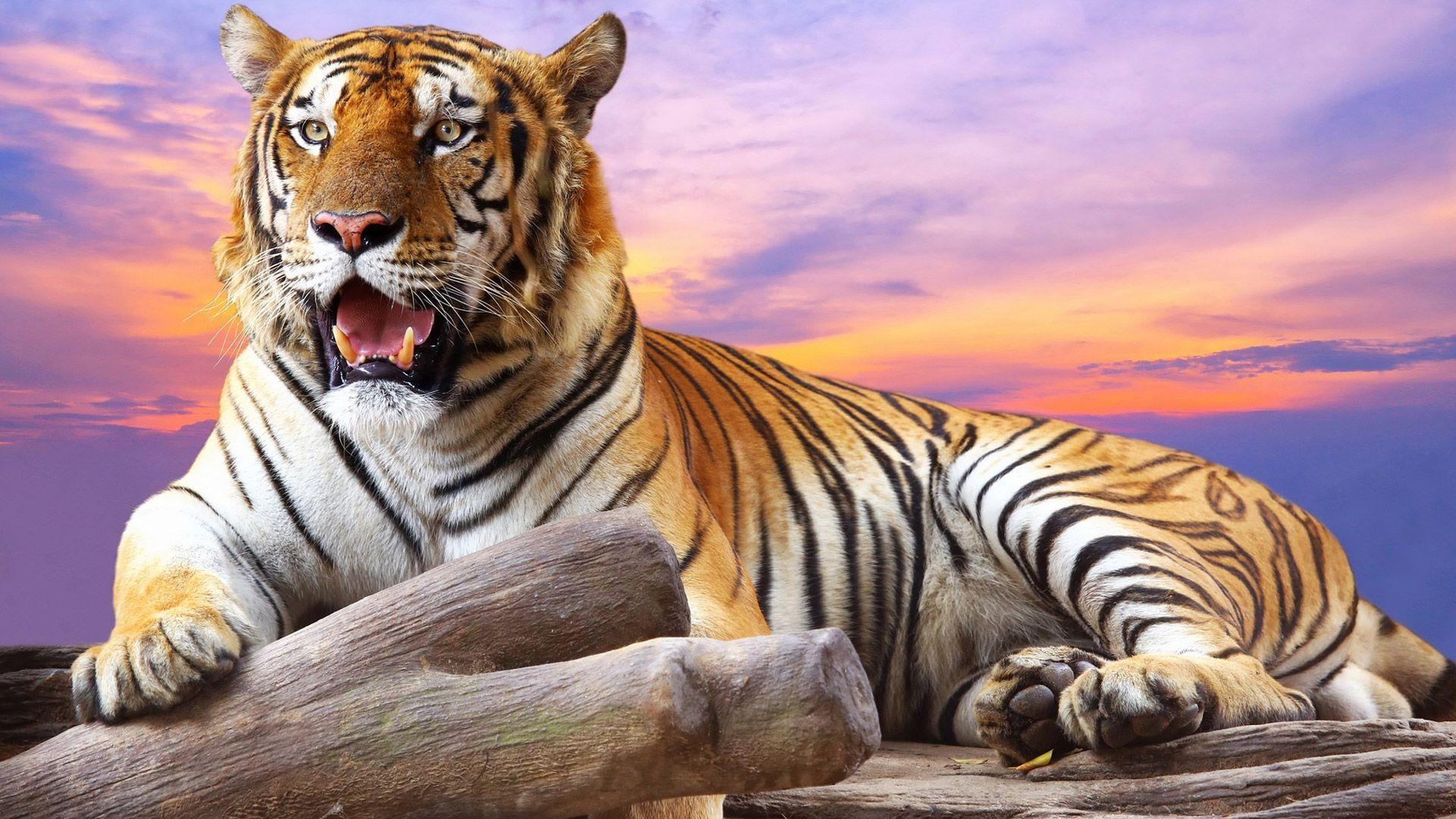 3D Hd Tiger Wallpapers