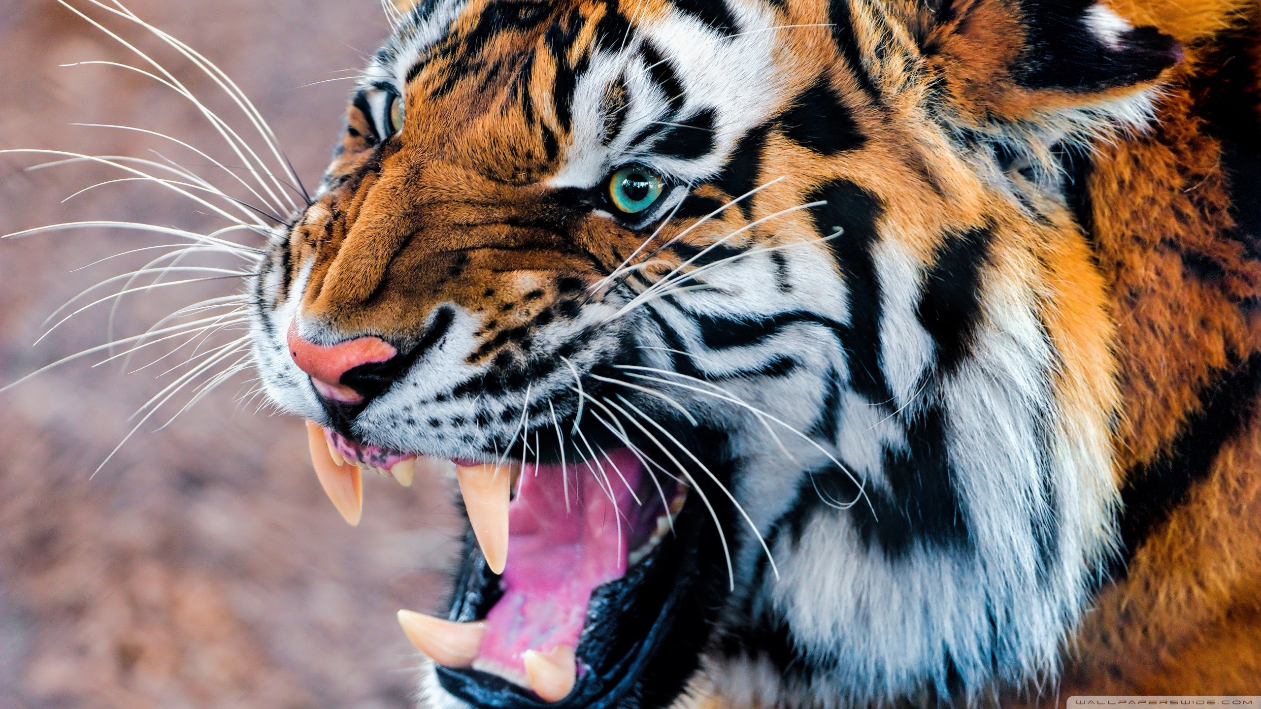 3D Hd Tiger Wallpapers