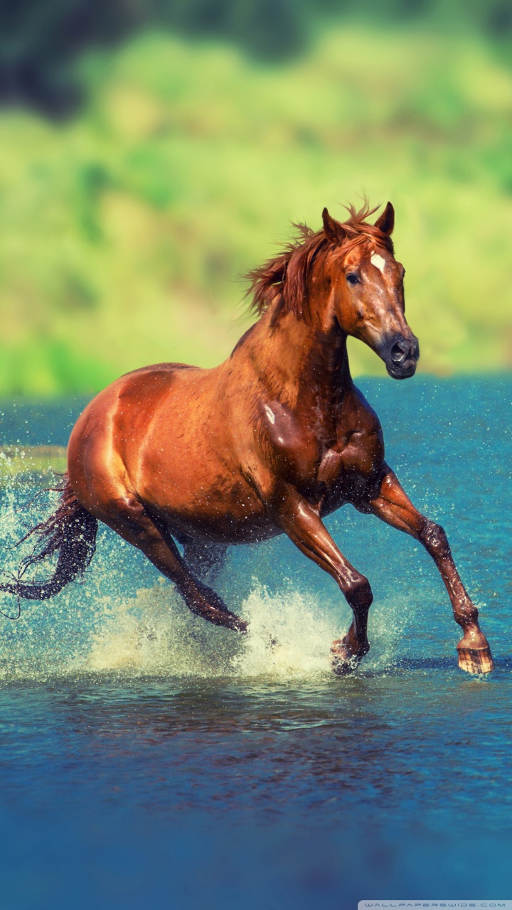 3D Horse Wallpapers