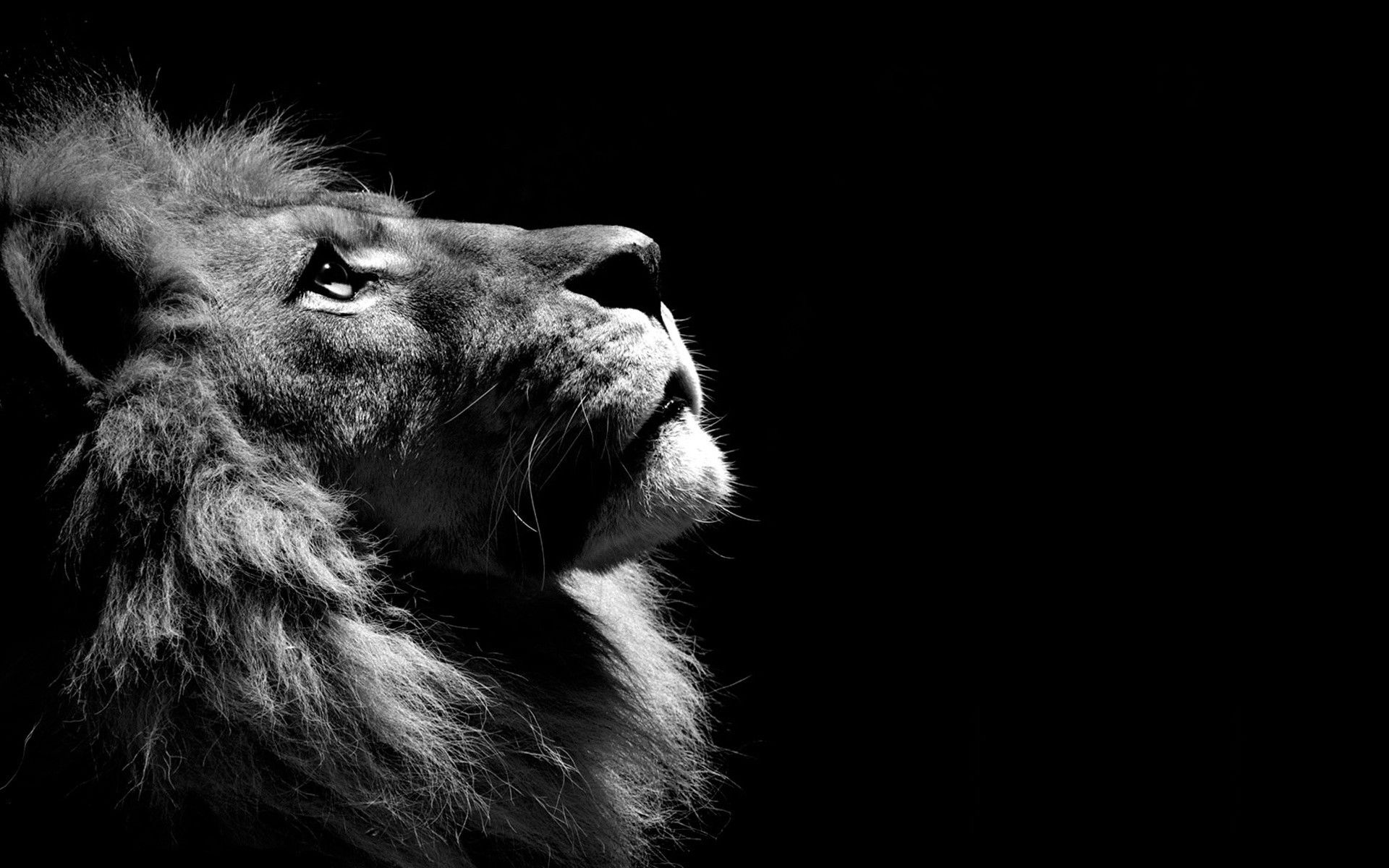 3D Lion Wallpapers